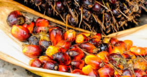 bisnis kelapa sawit, minyak kelapa sawit, bisnis pekanbaru, pekanbaru