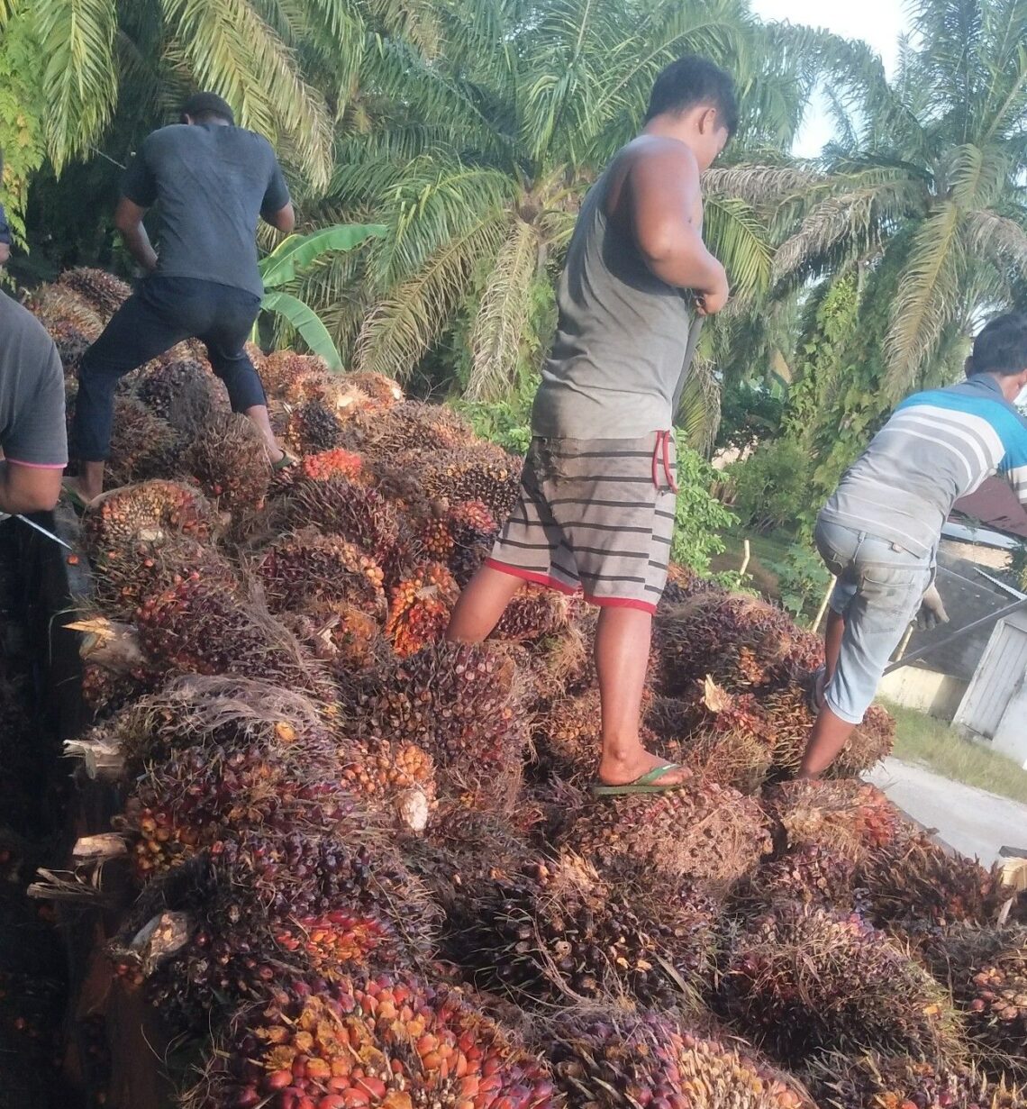 minyak kelapa sawit, kelapa sawit, bisnis kelapa sawit, pekanbaru, bisnis kelapa sawit pekanbaru
